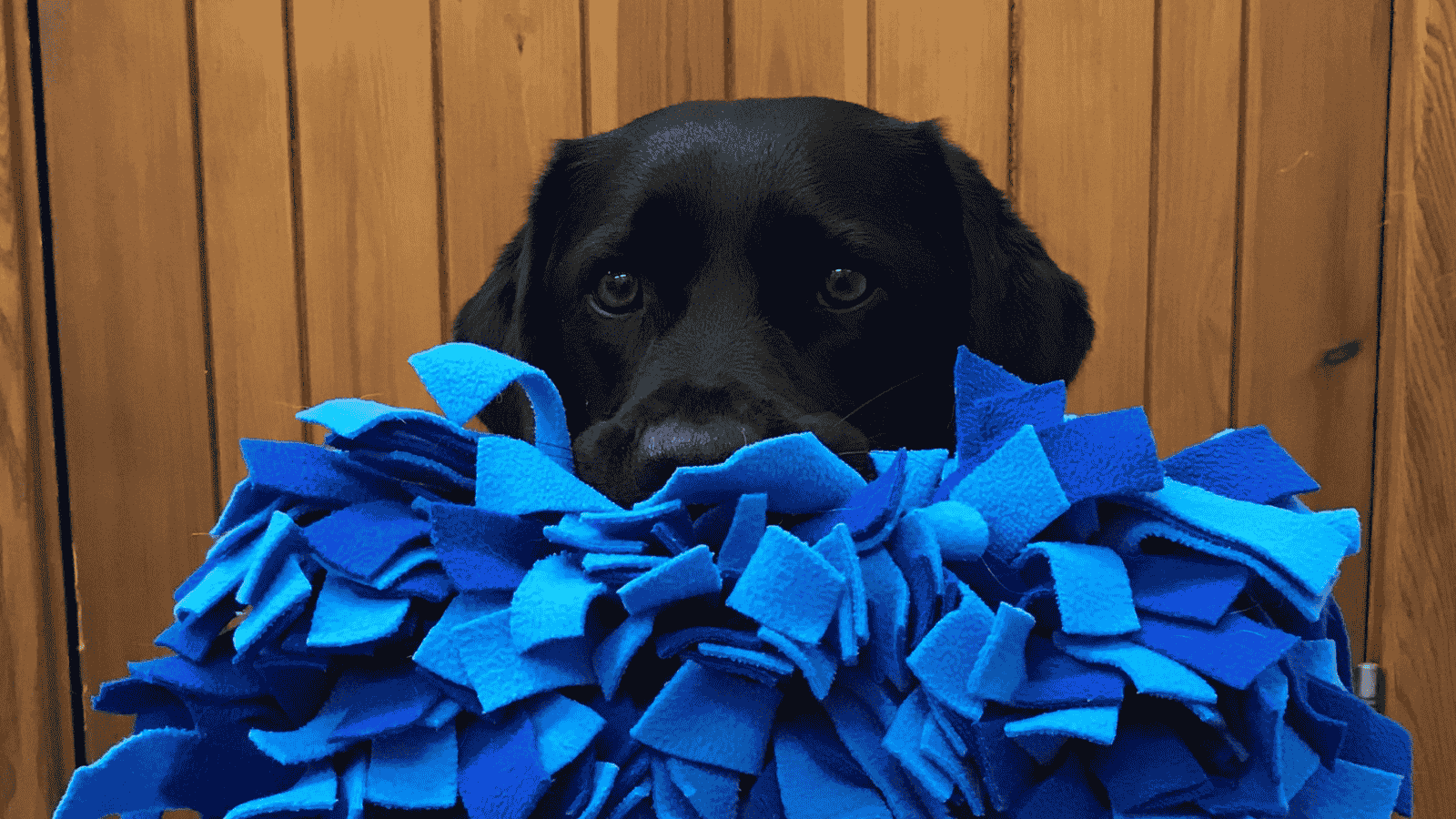 Photo of black Labrador holding a snuffle mat in her mouth