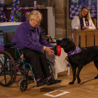 An assistance dog helping his partner