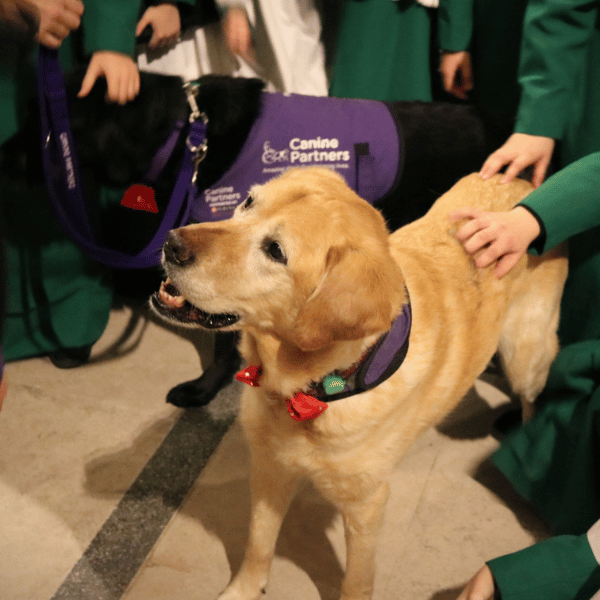 Assistance dog looks happy whilst being scratched on the back and petted