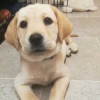 Yellow lab puppy lying on the tiled floor staring into the camera