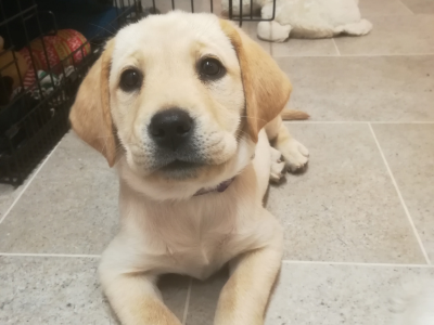 Yellow lab puppy lying on the tiled floor staring into the camera