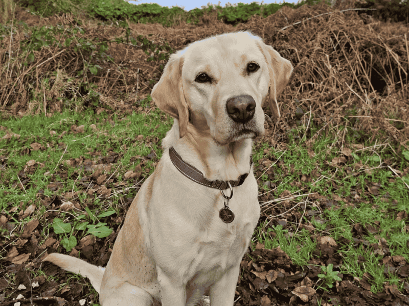 Ambassador Dog Libby in the garden