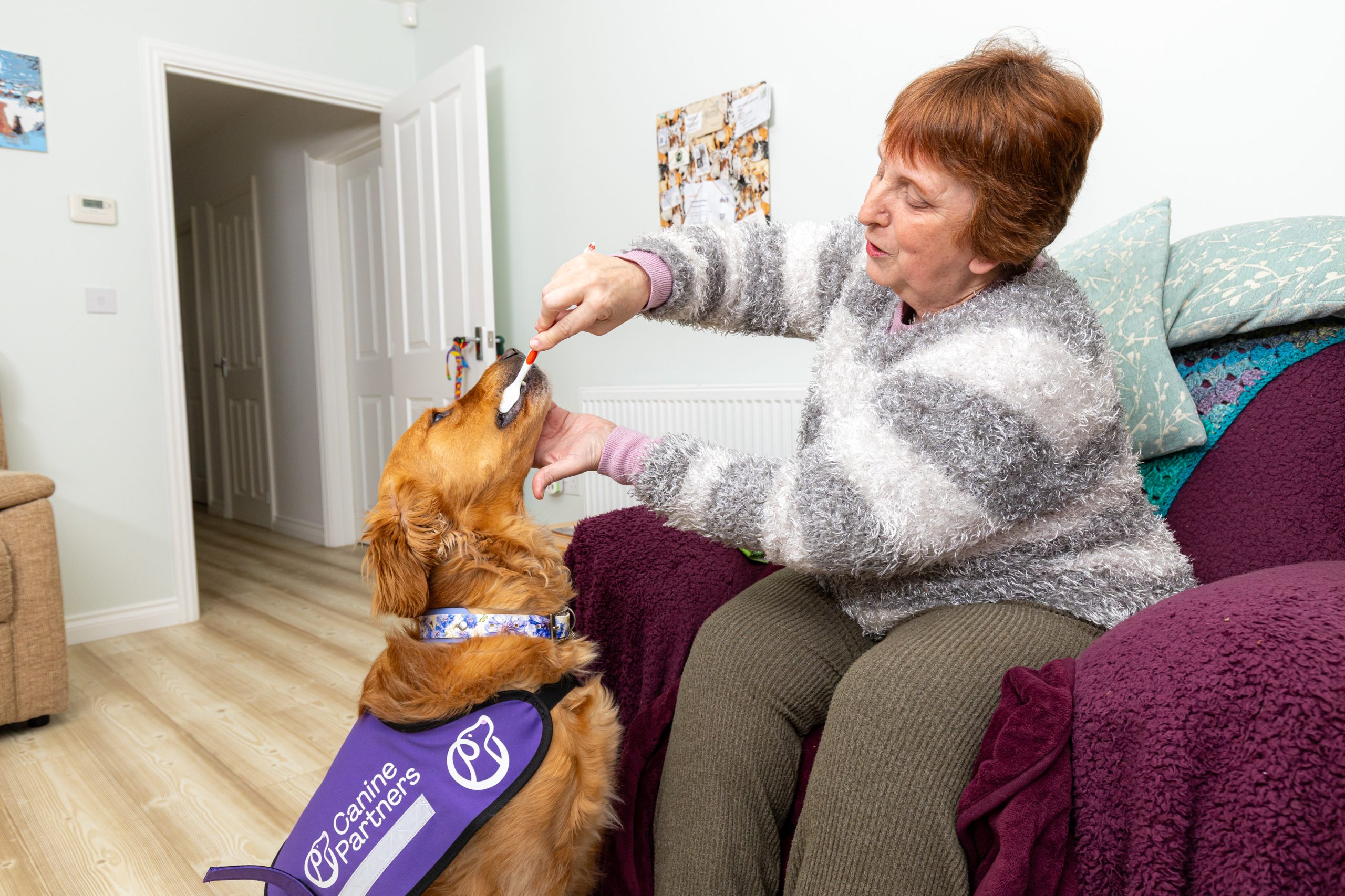 Canine Partner Assistance Dog wearing purple jacket having her teeth cleaned with a toothbrush.