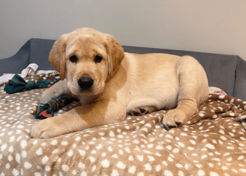 Yellow lab puppy lying on bed with toy in her paws