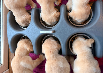 Six puppies eating out of their bowls