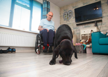 Man in wheelchair in his lounge whilst black labrador is picking up a phone off the wooden floor