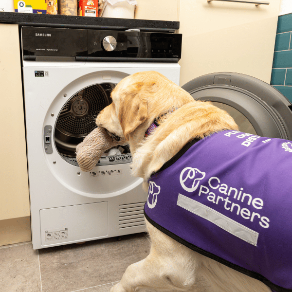 Shelley, an assistance dog, assisting with the laundry.