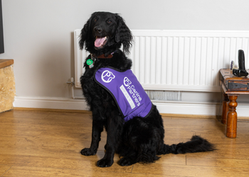 An image of Canine Partner Hank sitting proudly