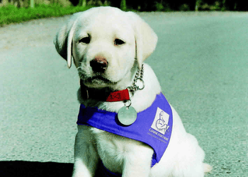 Young Labrador puppy wearing a historic purple Canine Partners jacket sitting on a road