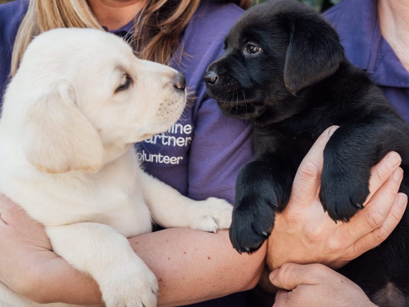 A black and yellow Labrador puppy facing each other touching noses
