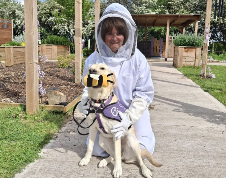 Yellow Labrador wearing a purple assistance dog jacket and carrying a bee toy in his mouth. Accompanied by a person in a bee keeper uniform.