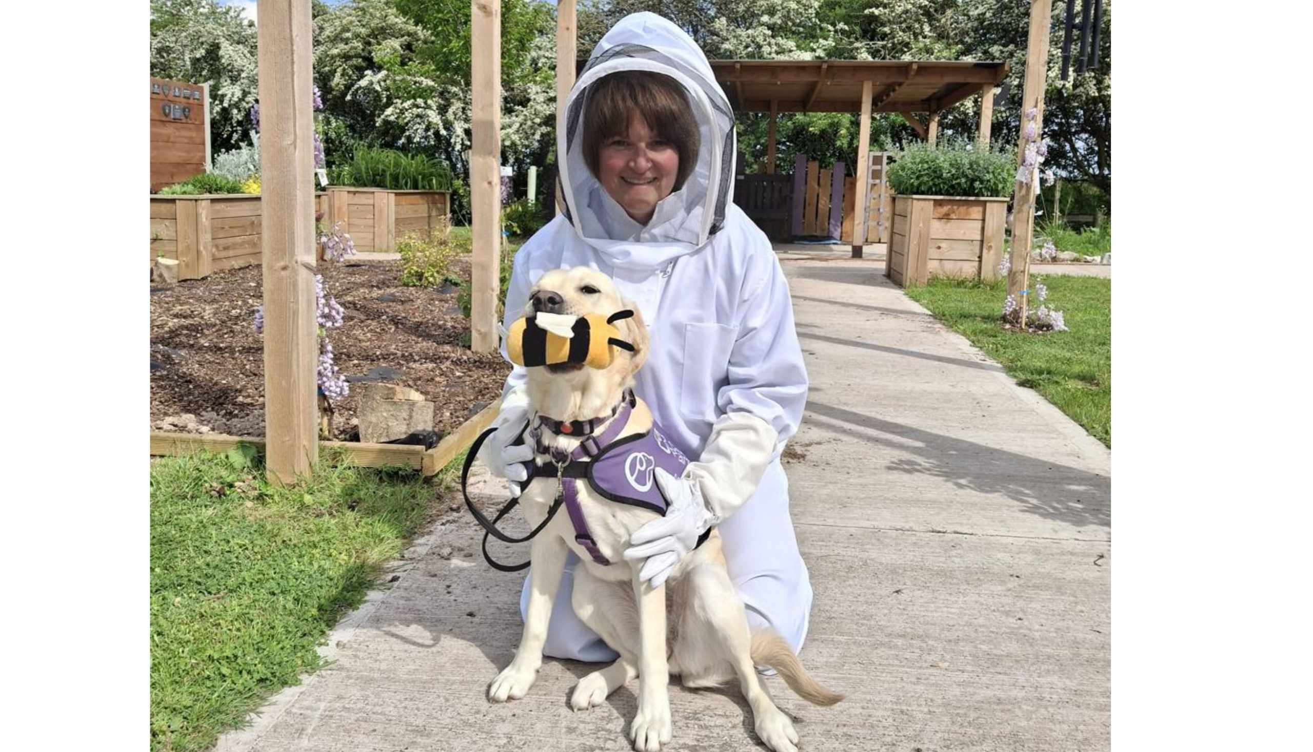 Yellow Labrador wearing a purple assistance dog jacket and carrying a bee toy in his mouth. Accompanied by a person in a bee keeper uniform.