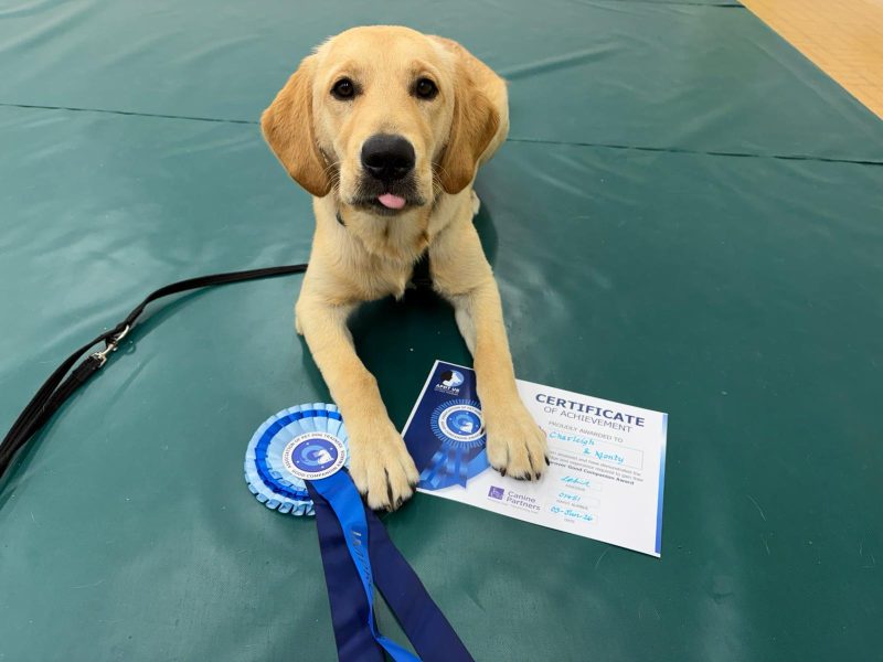 Lab pup lying down on green mat with a certificate and rosette sticking his tongue out at the camera