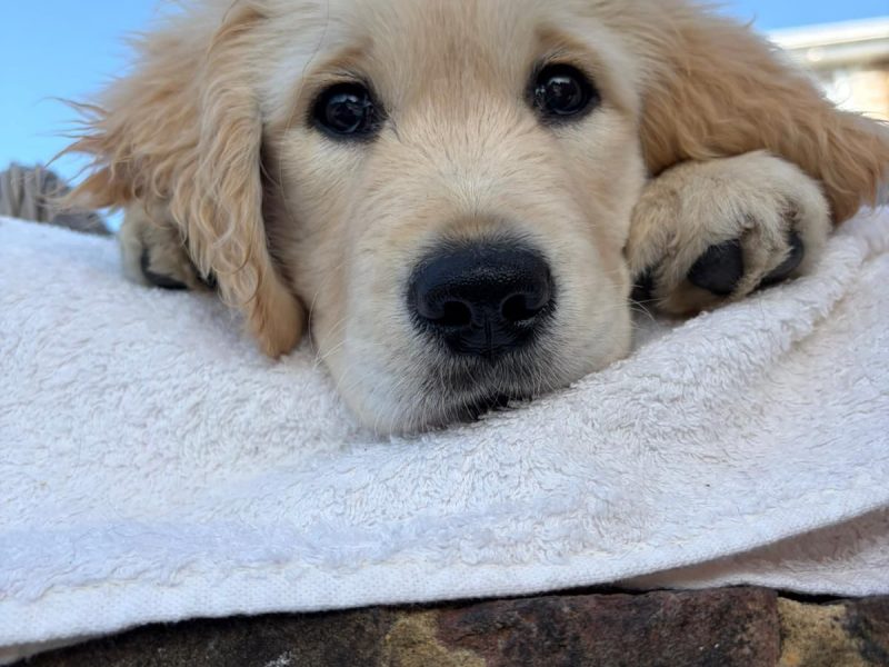 Puppy laying his head on a towel