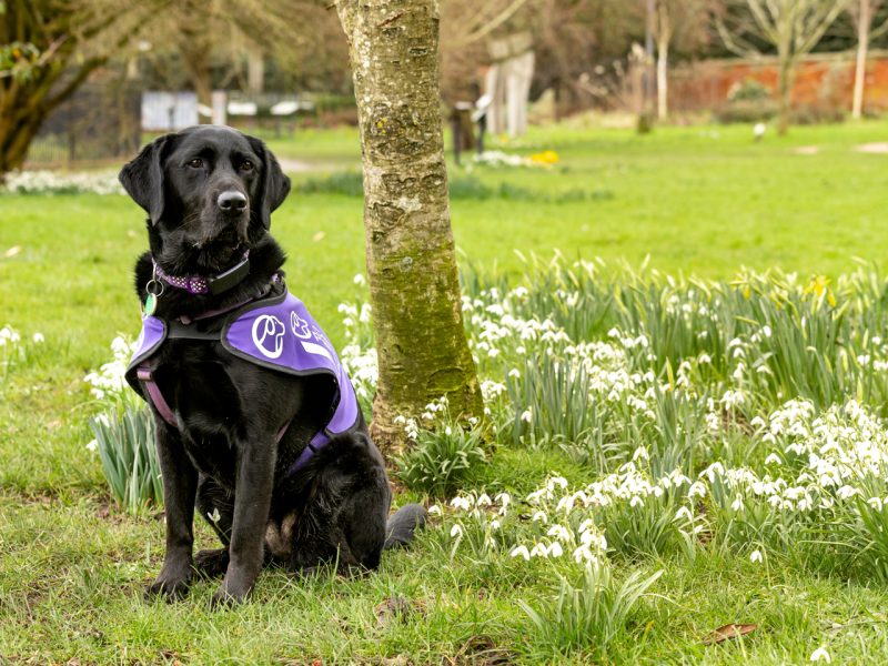 Black labrador sat in a park by a tree and white flowers