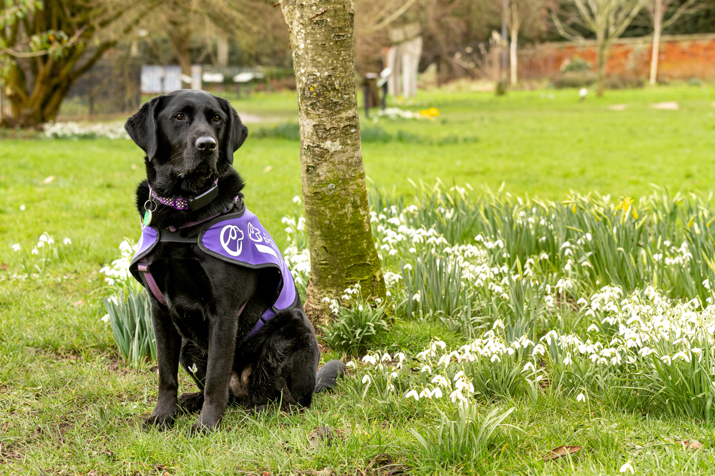 Black labrador sat in a park by a tree and white flowers