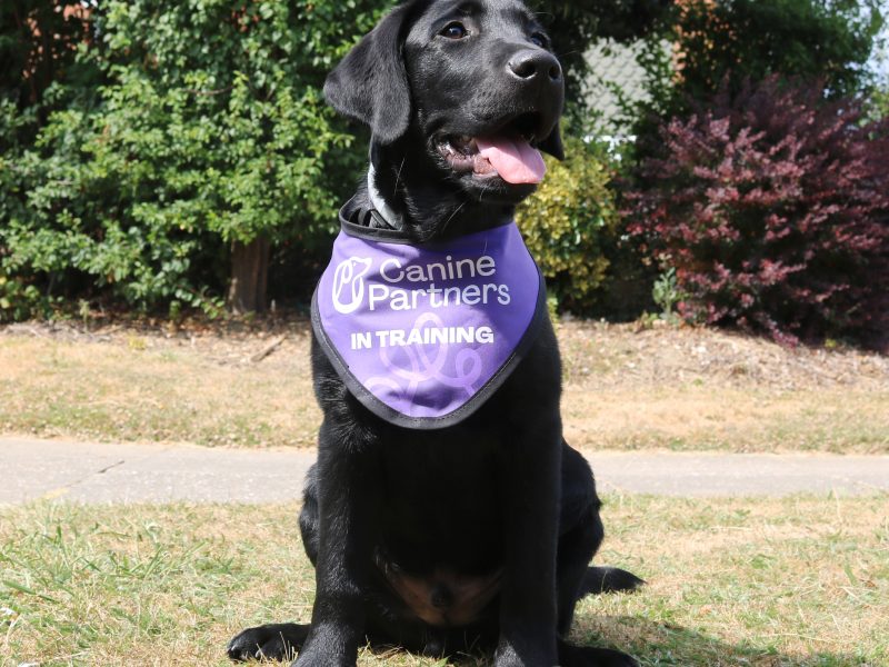 Dog sat wearing purple bandana