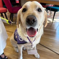 Full portrait face image of yellow lab with toungue out with his one show lanyard.