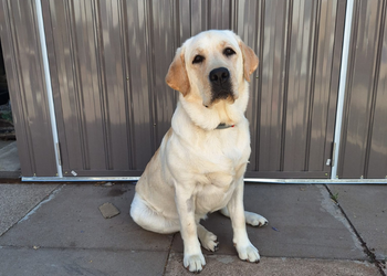 Yellow lab sat in front of fence