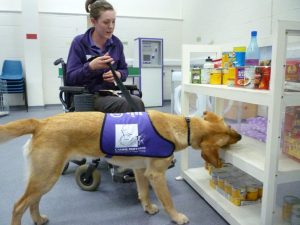 Assistance dog being trained to take cans off a shelf by an advanced dog trainer