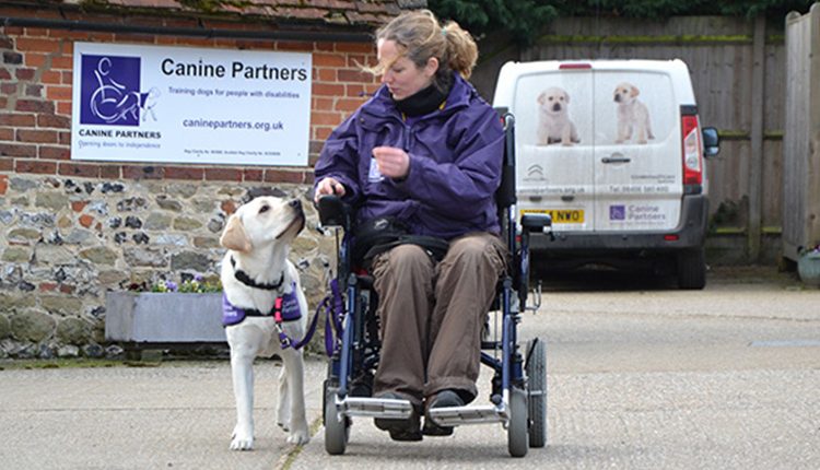 Advanced Training Leona in wheelchair training a dog