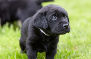 Black Labrador puppy