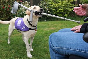 Canine Partner holding crutch