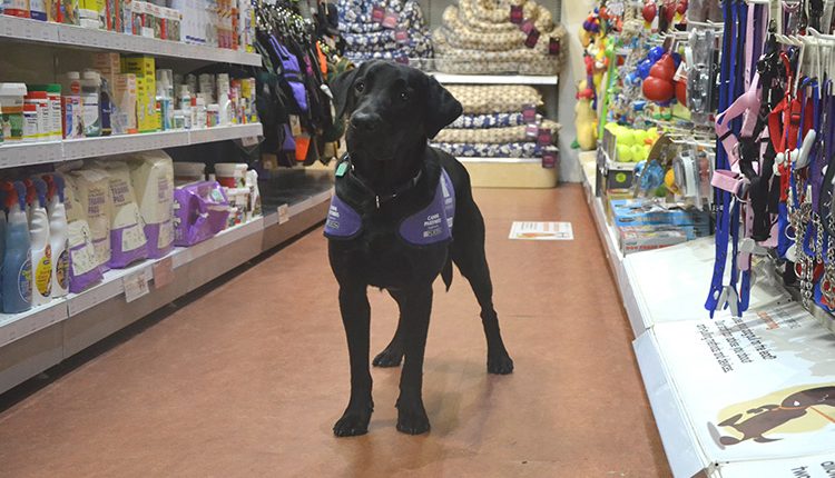 Canine Partner Kingston at Pets Corner in Brighton, East Sussex