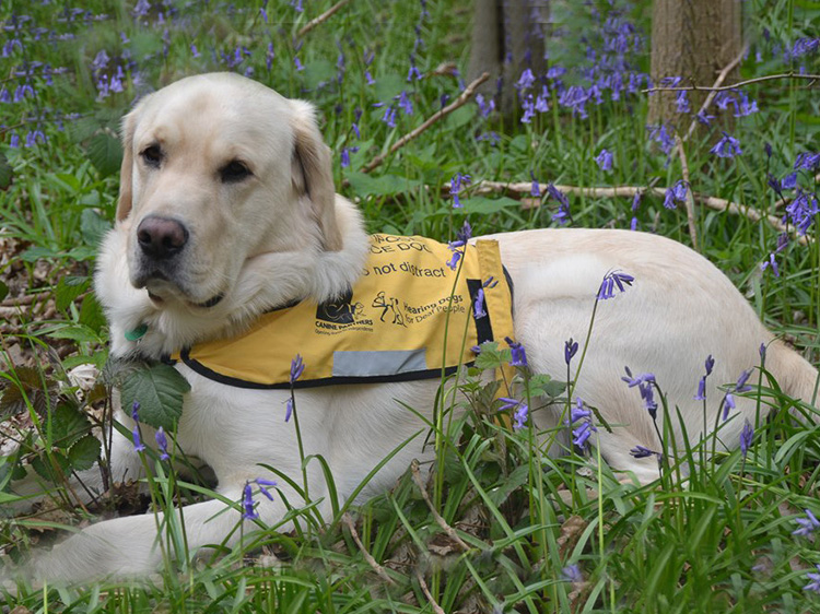 Dual assistance dog trained by Canine Partners and Hearing Dogs for Deaf People
