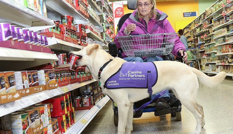 Assistance dog May helping motorised wheelchair user Kate at the shops by picking up cans to put in a basket
