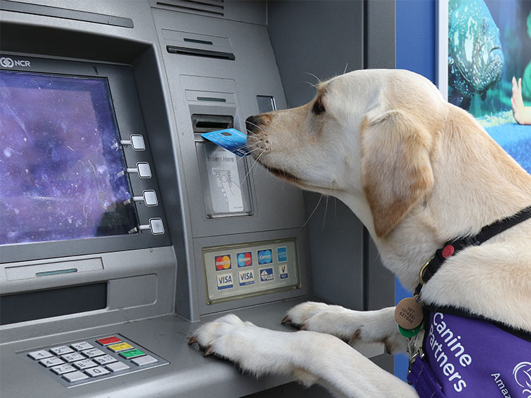 Assistance dog May getting Kate's card out of the cash machine