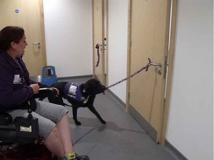 Assistance dog in training Freya, tugging open a door using rope
