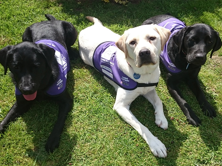 Three assistance dogs in training Freya, Jagger and Fleur laying down on grass