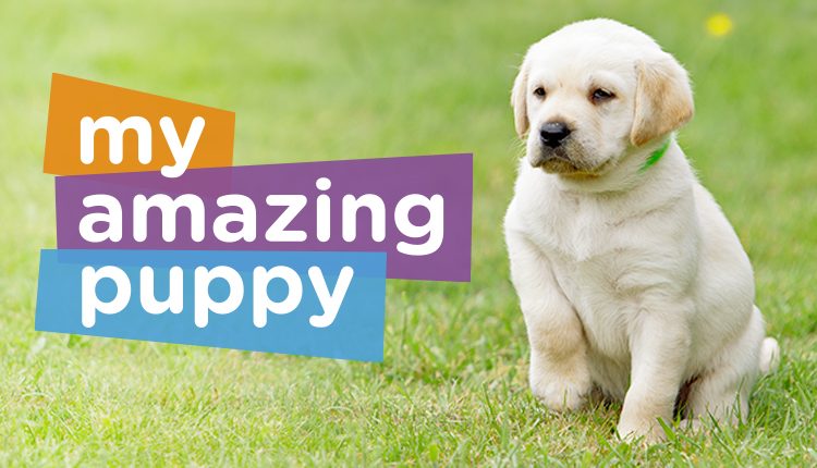 Sponsor an assistance dog puppy with Canine Partners My Amazing Puppy