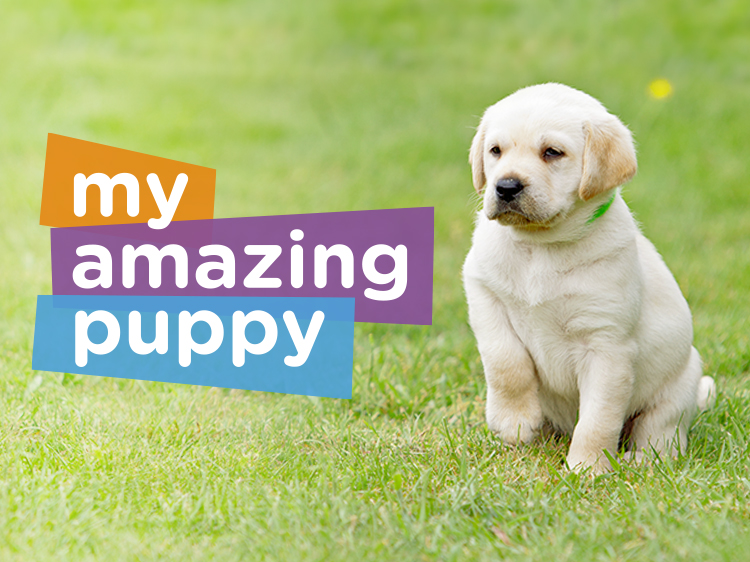 Sponsor an assistance dog puppy with Canine Partners My Amazing Puppy