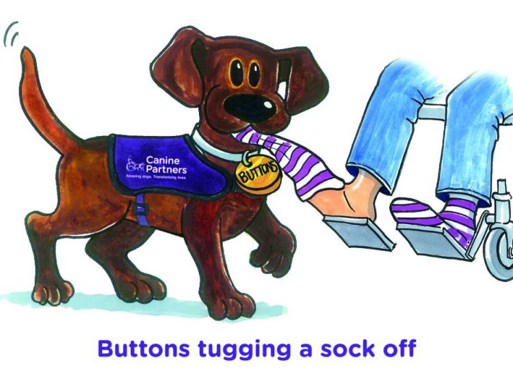 Carton assistance dog tugging off socks to demonstrate how dogs can assist people in wheelchairs