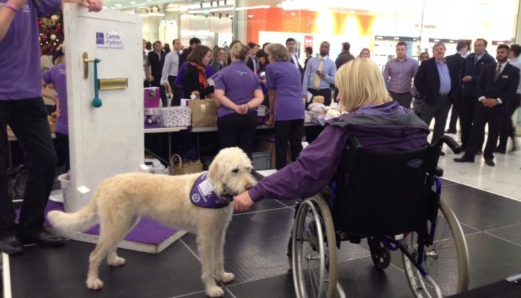 Canine Partners poodle cross demo dog Saffy tugging on sleeve of woman in wheelchair at Canary Wharf event