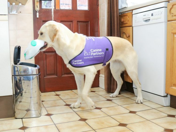 Assistance dog May putting rubbish in the bin
