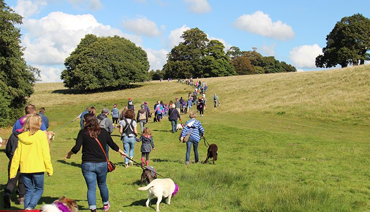 Petworth Park walking dogs event