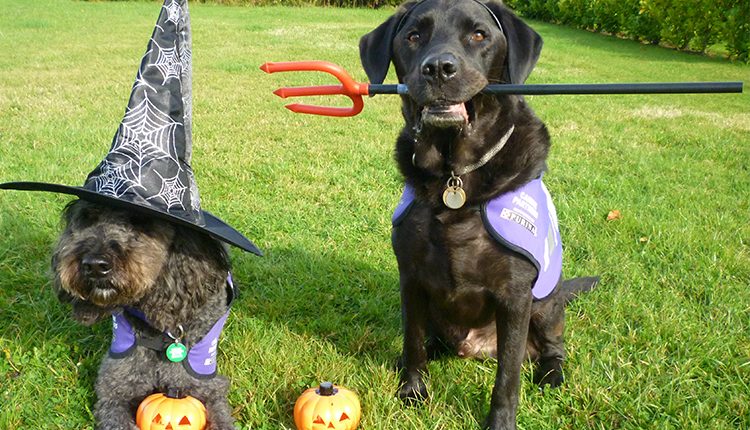 Doyle the Warlock and Teal the devil dog ready for Halloween