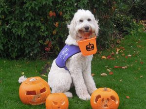 Rio with pumpkins