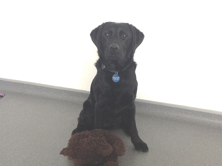 Black labrador Hattie with a brown bear toy