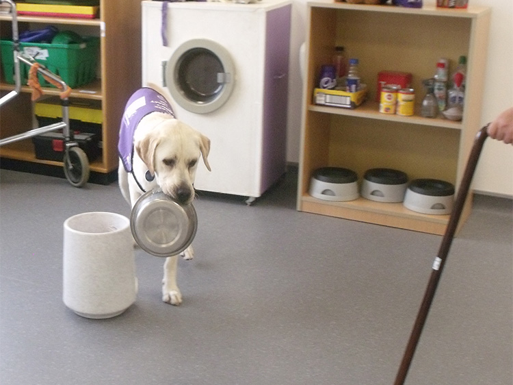 Assistance dog Jagger carrying his own bowl