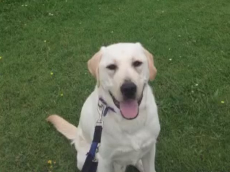 Jimmy, an assistance dog in training at Canine Partners centre in Leicestershire
