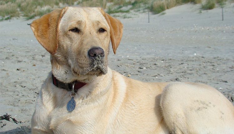 A rehomed Canine Partners dog laying in the beach with sandy nose