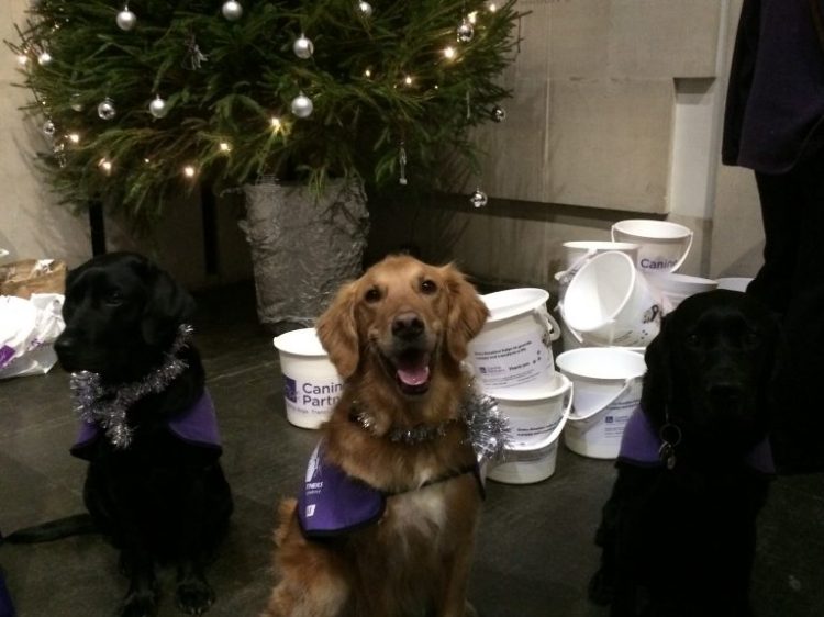 Assistance dogs sat in front of a Christmas tree wearing tinsel