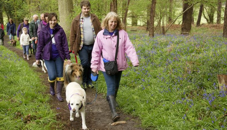 Group of people with dogs walking in Bluebell woods