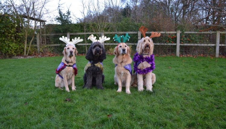 Four Canine Partners demonstration dogs wearing antlers and tinsel sat in a field