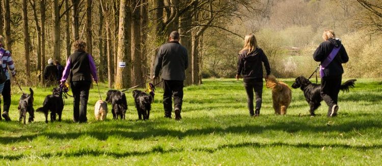 Group of people walking dogs for Canine Partners Sponsored Walk