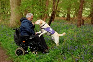 Partnership Martin Smailes and assistance dog Keith in Bluebell fields